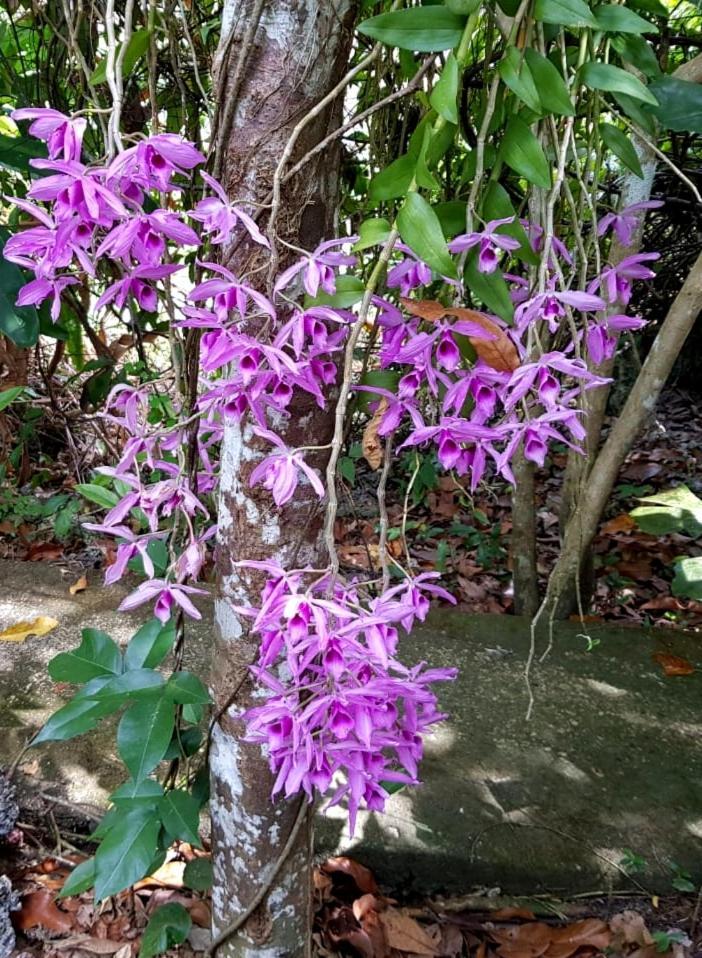 Kim'S Garden Villa Anda  Exterior foto
